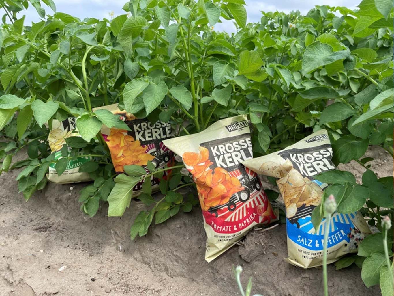 Krosse Kerle Chips im Kartoffelfeld